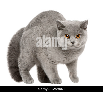 British Shorthair cat, 8 mesi di età, a piedi nella parte anteriore del fondo bianco Foto Stock