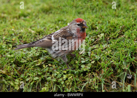 Comune (Redpoll Carduelis flammea) maschio adulto, stando a terra a bordo di acqua, Norfolk, Inghilterra, giugno Foto Stock