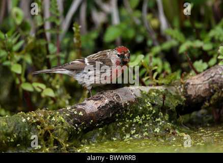 Comune (Redpoll Carduelis flammea) maschio adulto, appollaiato sul log in stagno, Norfolk, Inghilterra, giugno Foto Stock