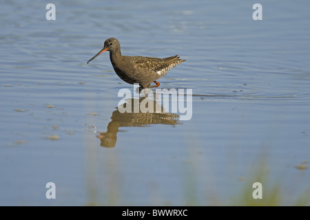 Spotted Redshank (Tringa erythropus) adulto, alimentando in acqua, Cley paludi, Cley-next-il-mare, Nofolk, Inghilterra Foto Stock