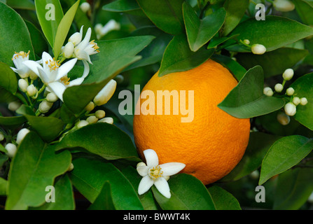 Fiori d'arancio e arancione sulla boccola Foto Stock