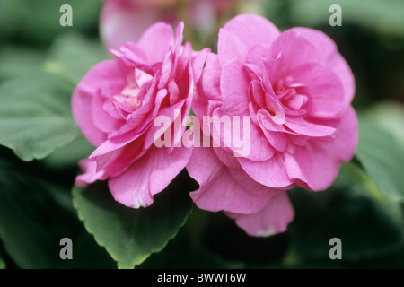 Occupato Lizzie, Balsamo (Impatiens Walleriana), varietà: Rosa Paradiso, fiori. Foto Stock