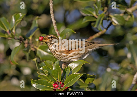 Redwing (Turdus iliacus) adulto, alimentazione su holly bacche, Inghilterra, gennaio Foto Stock