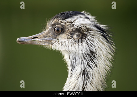 Maggiore Rhea (Rhea americana) maschio adulto, close-up di testa, Pantanal, Mato Grosso, Brasile Foto Stock