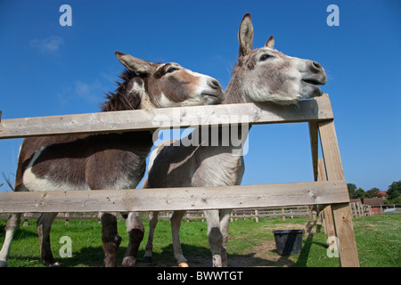 Asini su Norfolk fattoria in estate Foto Stock