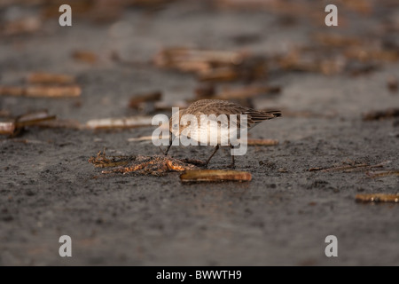 Dunlin Calidris alpina sulla spiaggia di ciottoli in inverno Foto Stock