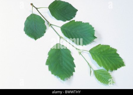 Grigio (Ontano Alnus incana), ramoscello con foglie, studio immagine. Foto Stock