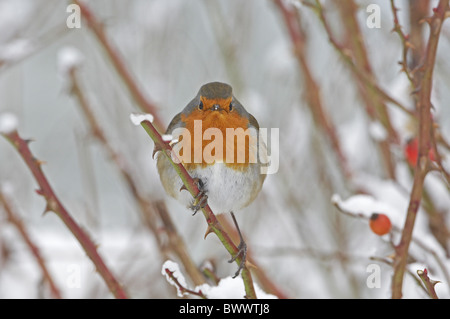 Unione Robin (Erithacus rubecula) adulto, arroccato su di rose selvatiche con fianchi in coperta di neve giardino siepe, Scozia, inverno Foto Stock