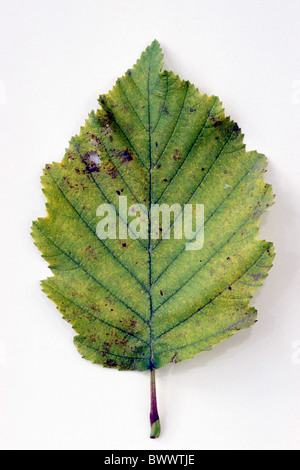 Grigio (Ontano Alnus incana), le foglie in autunno colori, studio immagine. Foto Stock