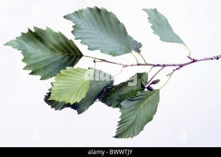 Grigio (Ontano Alnus incana), ramoscello con foglie, studio immagine. Foto Stock