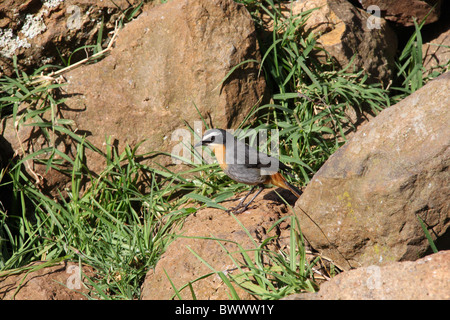 Cape Robin-chat (Cossypha caffra) adulto, in piedi sulla roccia, montagne di Aberdare, Aberdare N.P., Kenya, giugno Foto Stock