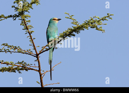 Rullo abissina (Coracias abyssinica) adulto, arroccato nella struttura ad albero, Etiopia, aprile Foto Stock