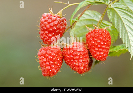 Lampone (Rubus idaeus), bacche mature. Foto Stock