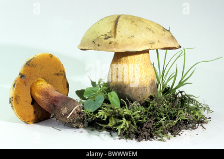 Conto sensazionale Bolete (Boletus luridus), studio immagine. Foto Stock