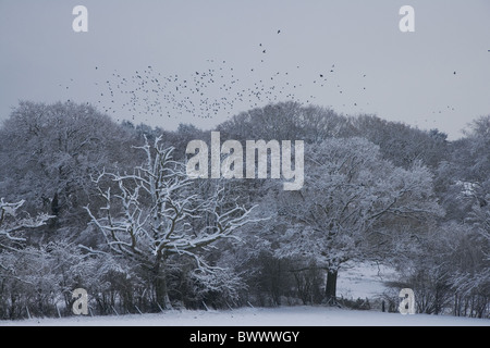 Rook (Corvus frugilegus) gregge, sono ' appollaiati in volo sopra coperta di neve alberi, Dodnash Valley, Bentley, Suffolk, Inghilterra, dicembre Foto Stock