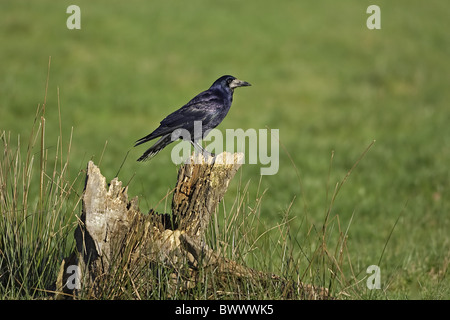 Rook (Corvus frugilegus) adulto, appollaiato sul moncone, Scozia, molla Foto Stock