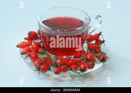 Cinorroidi (Rosa canina), tazza di tè con rosa canina, studio immagine. Foto Stock