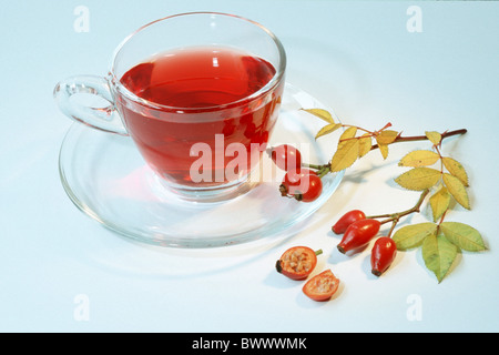 Cinorroidi (Rosa canina), tazza di tè e il ramoscello con rosa canina, studio immagine. Foto Stock