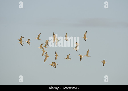 Ruff (Philomachus pugnax) gregge, in volo, Norfolk, Inghilterra, inverno Foto Stock