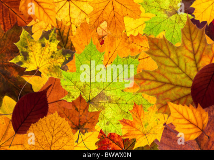 Un sacco di colori d'autunno lascia come una texture di sfondo Foto Stock