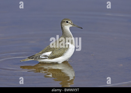 Sandpiper comune (Actitis hypoleucos) capretti, passaggio migrante, guadare in lago, Warwickshire, Inghilterra, autunno Foto Stock