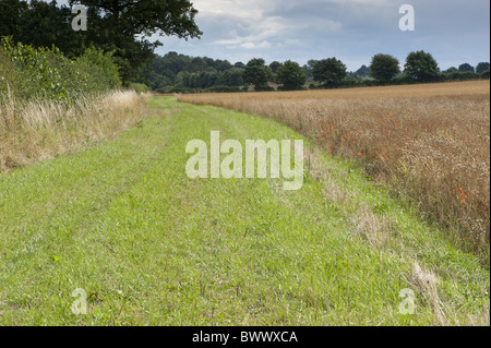 Margine di erba di messa a riposo dei seminativi di bordo campo Shifnal Foto Stock