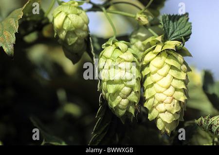 Luppolo (Humulus lupulus), fiore femmina, il luppolo. Foto Stock