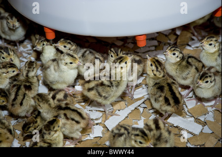 Comune francese di un giorno di età. pulcini di fagiano agriturismo fattorie agricole gamebirds gamebird gamekeeping animale di allevamento animali uccelli Uccelli Foto Stock