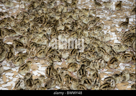 Comune francese di un giorno di età. pulcini di fagiano agriturismo fattorie agricole gamebirds gamebird gamekeeping animale di allevamento animali uccelli Uccelli Foto Stock