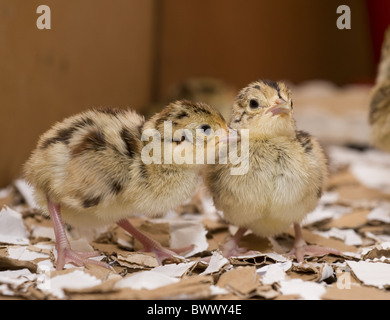 Comune francese di Fagiano di pulcini di un giorno di età. agriturismo fattorie agricole gamebirds gamebird gamekeeping animale di allevamento animali uccelli Uccelli Foto Stock