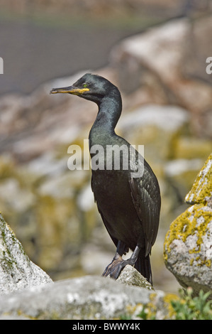 Marangone dal ciuffo (phalacrocorax aristotelis) adulto, in piedi sulla roccia, farne Islands, Northumberland, Inghilterra Foto Stock