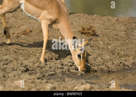 Femmina Impala Aepyceros melampus Parco Nazionale Kruger Sud Africa Foto Stock