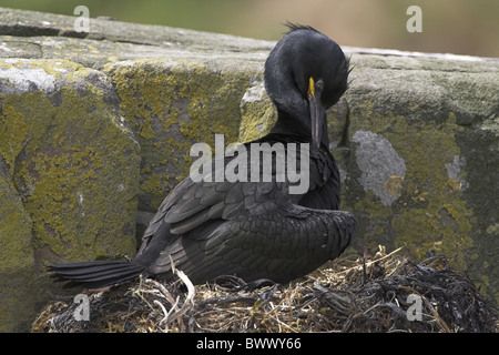 Marangone dal ciuffo (phalacrocorax aristotelis) adulto, preening, seduti a nido, Isola di fiocco, farne Islands, Northumberland, Inghilterra, estate Foto Stock