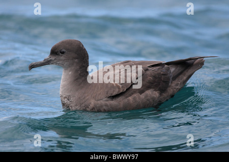 Fuligginosa Shearwater (Puffinus griseus) adulto, nuoto in mare, Kaikoura, Nuova Zelanda Foto Stock