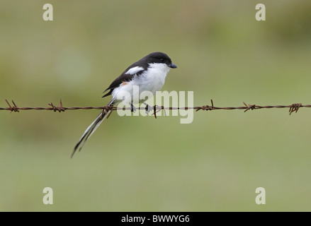 Politica fiscale (Lanius collaris humeralis) femmina adulta, appollaiato sul filo spinato, Kenya, ottobre Foto Stock