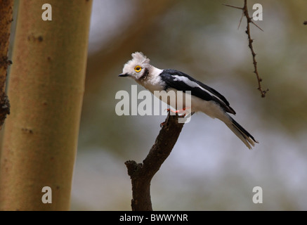 Bianco-crested Helmetshrike (Prionops plumatus cristatus) adulto, appollaiato sul tronco di albero, Lake Baringo, Great Rift Valley, Kenya, Foto Stock