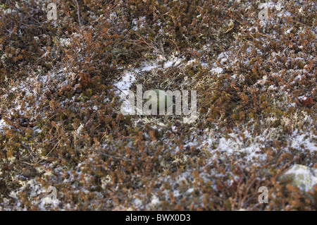 Long-tailed Skua (Stercorarius longicaudus) nido con uova, sulla tundra nella neve, Varanger, Finnmark, Norvegia Foto Stock