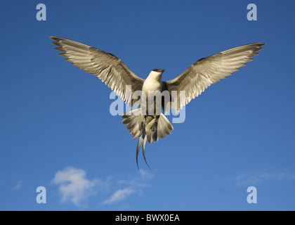 Long-tailed Skua (Stercorarius longicaudus) adulto, display in volo, Borgefjell, Norvegia Foto Stock