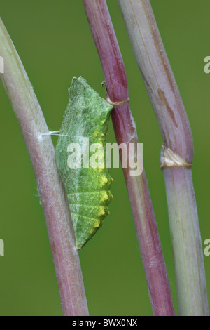 Animali Animali farfalle butterfly insetti insetti INVERTEBRATI ARTROPODI INVERTEBRATI ARTROPODI europeo comune di Europa Foto Stock