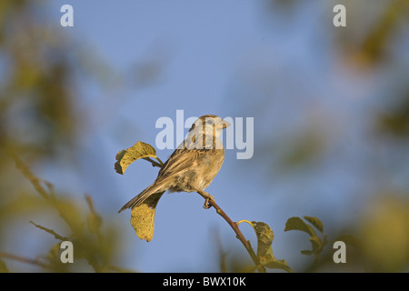 Casa Passero (Passer domesticus) capretti, appollaiato su ramoscello, Spagna Foto Stock