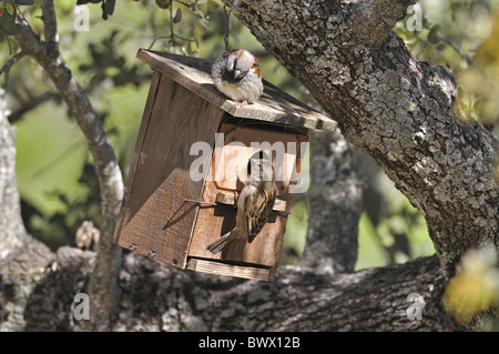 Casa Passero (Passer domesticus) Coppia adulta, a nestbox nella struttura ad albero, Monfrague, Estremadura, Spagna, aprile Foto Stock