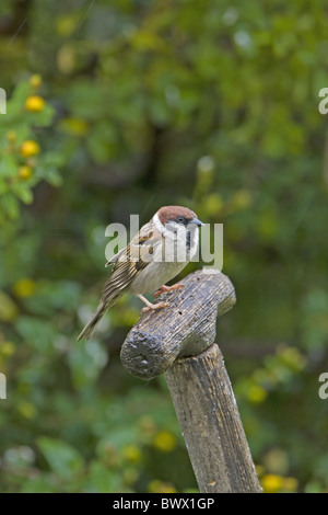 Eurasian Tree Sparrow (Passer montanus) adulto, appollaiato sul manico dello strumento in giardino, Inghilterra, giugno Foto Stock