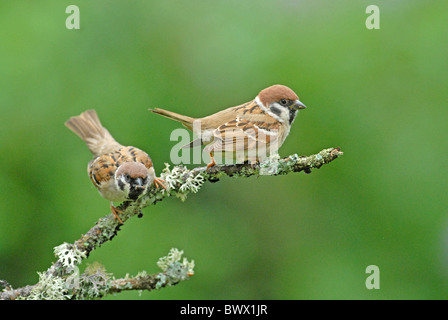 Eurasian Tree Sparrow (Passer montanus) Coppia adulta, appollaiato su un lichene coperto ramoscello, vicino Tidaholm, Vastergotland, Svezia, giugno Foto Stock