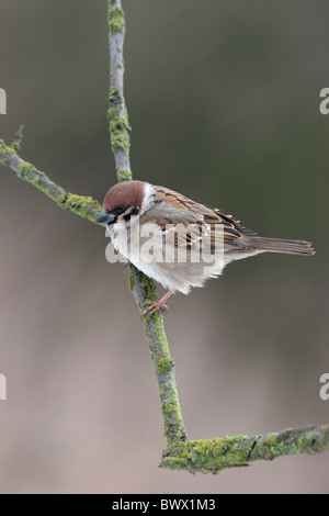 Eurasian Tree Sparrow (Passer montanus) adulto, con increspato le piume, appollaiato su ramoscello, Inghilterra, febbraio Foto Stock