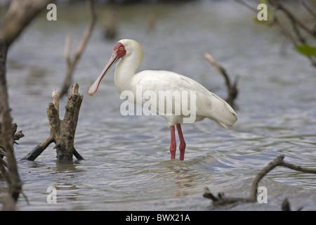 African Spatola (Platalea alba) adulto, in piedi in acqua, Senegal Foto Stock