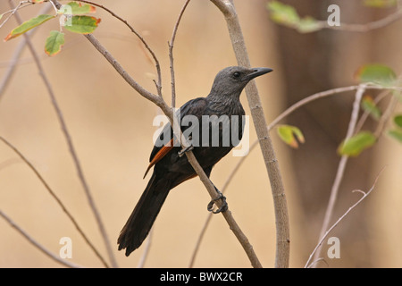 Rosso-winged Starling (Onychognathus morio) femmina adulta, arroccato nella boccola, Sud Africa Foto Stock