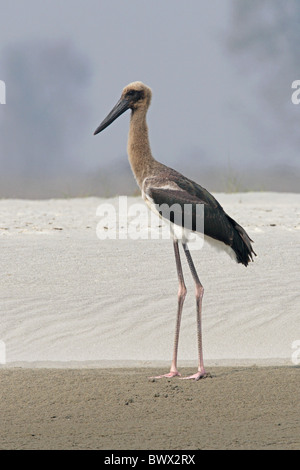 Nero-colli (Stork Ephippiorhynchus asiaticus) immatura e permanente sulla riva sabbiosa, Koshi Tappu, Nepal, gennaio Foto Stock