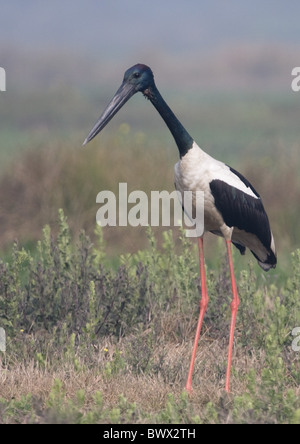 Nero-colli (Stork Ephippiorhynchus asiaticus) maschio adulto, in piedi, Rajasthan, India, gennaio Foto Stock