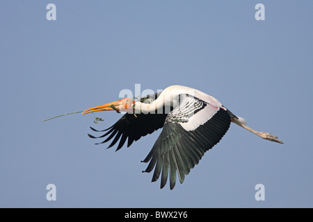 Dipinto di Stork (Mycteria leucocephala) adulto, in volo, la raccolta di materiale di nidificazione, Ranganathittu, Karnataka, India, febbraio Foto Stock