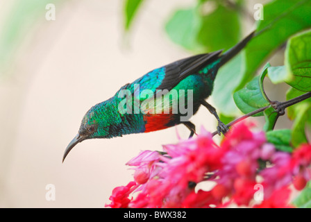 Bella Sunbird (Cinnyris pulchella) maschio adulto, appollaiato sulla boccola di fioritura nel parco del resort, Gambia, aprile Foto Stock